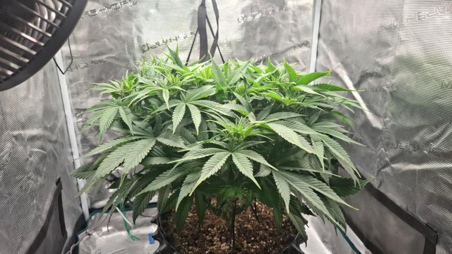 Durga Mata II CBD - 1:1 - Paradise Seeds. Week 8 - Day 55