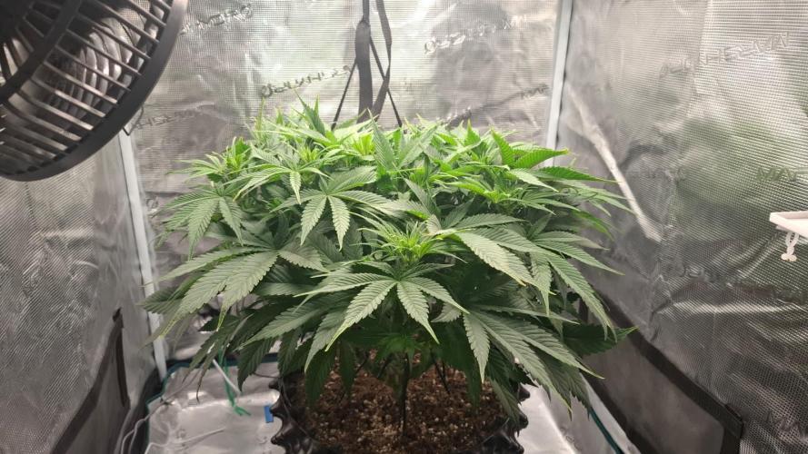 Durga Mata II CBD - 1:1 - Paradise Seeds. Week 8 - Day 55