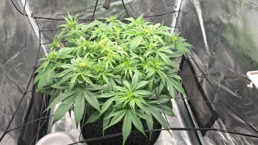 Durga Mata II CBD - 1:1 - Paradise Seeds. Week 8 - Day 55