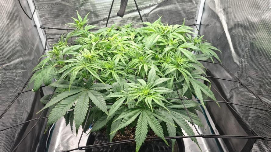 Durga Mata II CBD - 1:1 - Paradise Seeds. Week 8 - Day 55