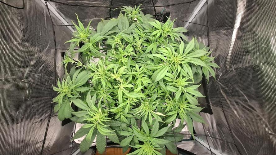 Durga Mata II CBD - 1:1 - Paradise Seeds. Week 8 - Day 55