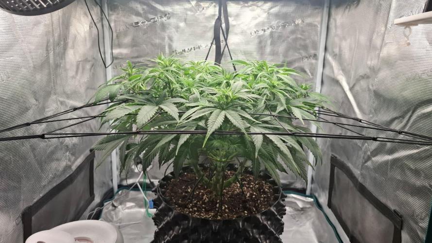 Durga Mata II CBD - 1:1 - Paradise Seeds. Week 8 - Day 55