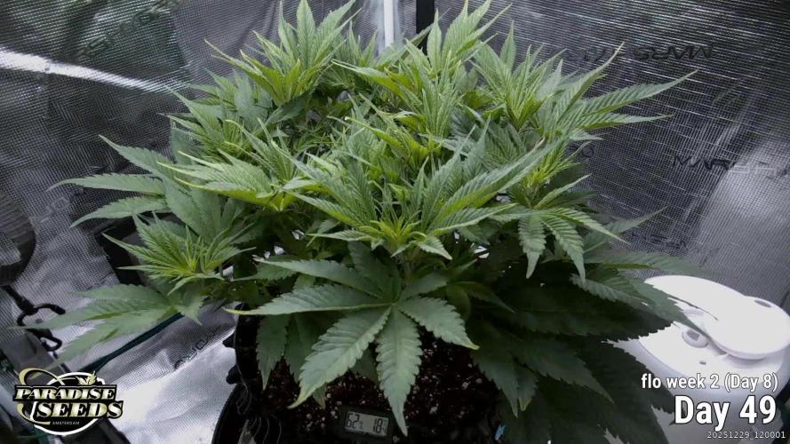 Durga Mata II CBD - 1:1 - Paradise Seeds
