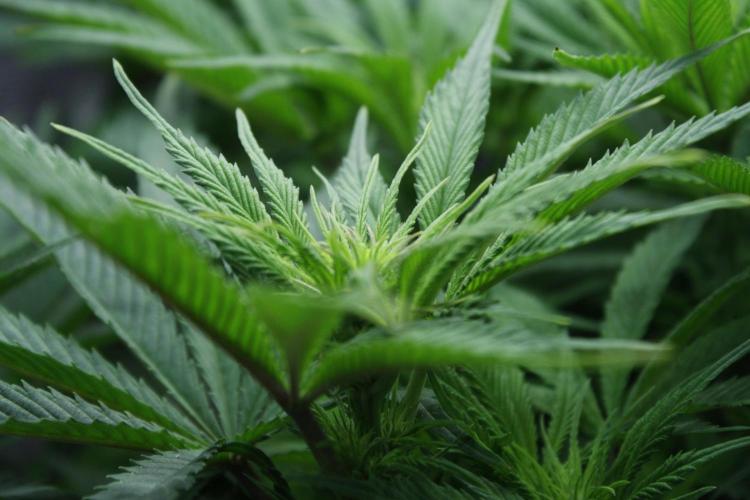 Durga Mata II CBD - 1:1 - Paradise Seeds. Week 9 - Day 58