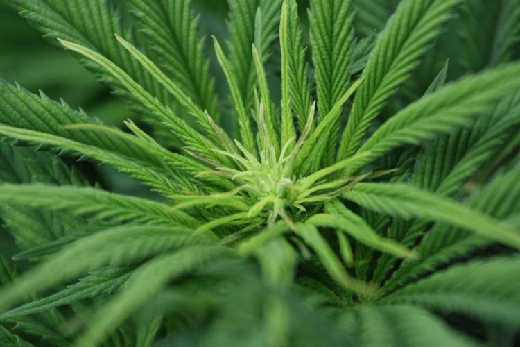 Durga Mata II CBD - 1:1 - Paradise Seeds. Week 9 - Day 58