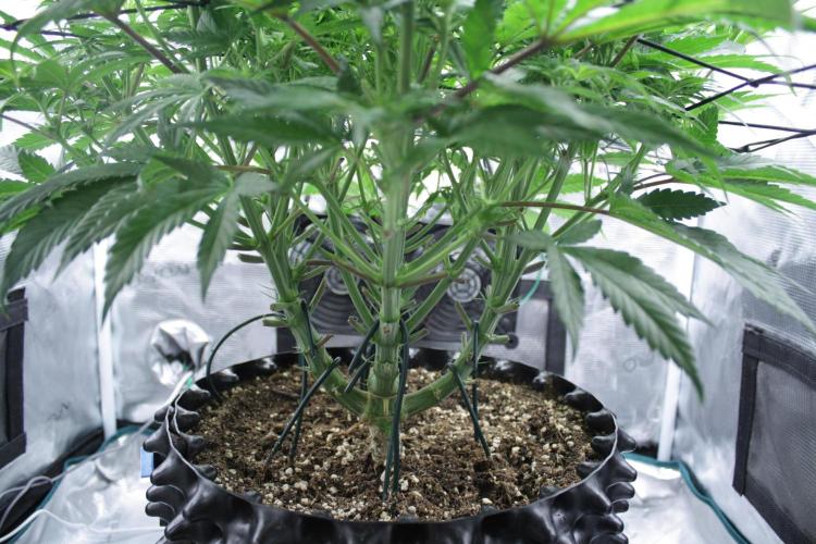 Durga Mata II CBD - 1:1 - Paradise Seeds. Week 9 - Day 58