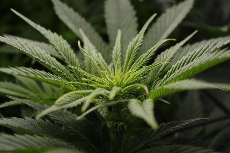 Durga Mata II CBD - 1:1 - Paradise Seeds. Week 9 - Day 58