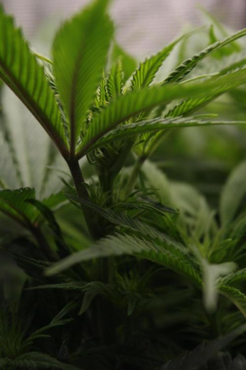 Durga Mata II CBD - 1:1 - Paradise Seeds. Week 9 - Day 58