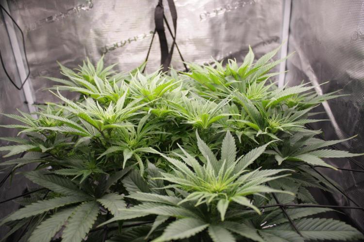 Durga Mata II CBD - 1:1 - Paradise Seeds. Week 9 - Day 58