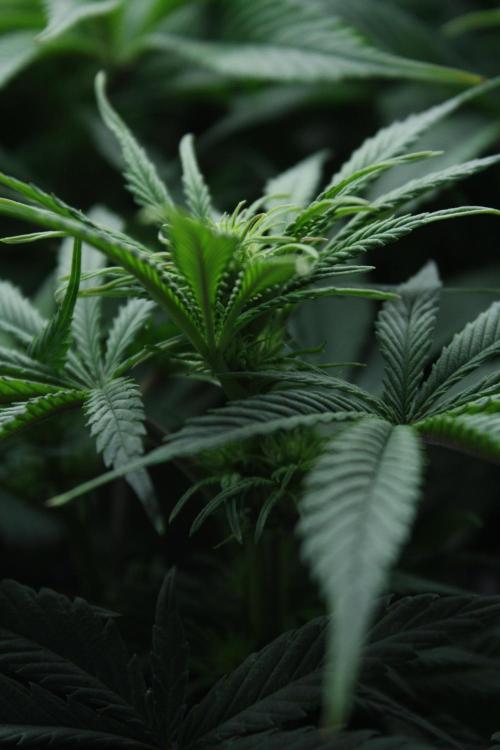 Durga Mata II CBD - 1:1 - Paradise Seeds. Week 9 - Day 61