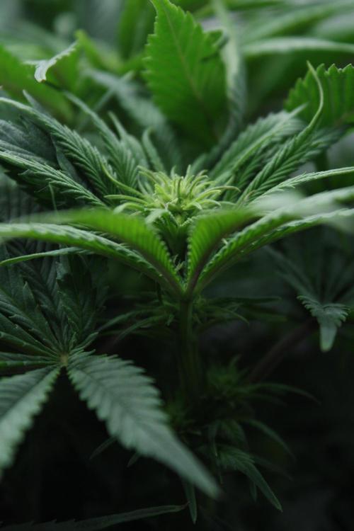 Durga Mata II CBD - 1:1 - Paradise Seeds. Week 9 - Day 61