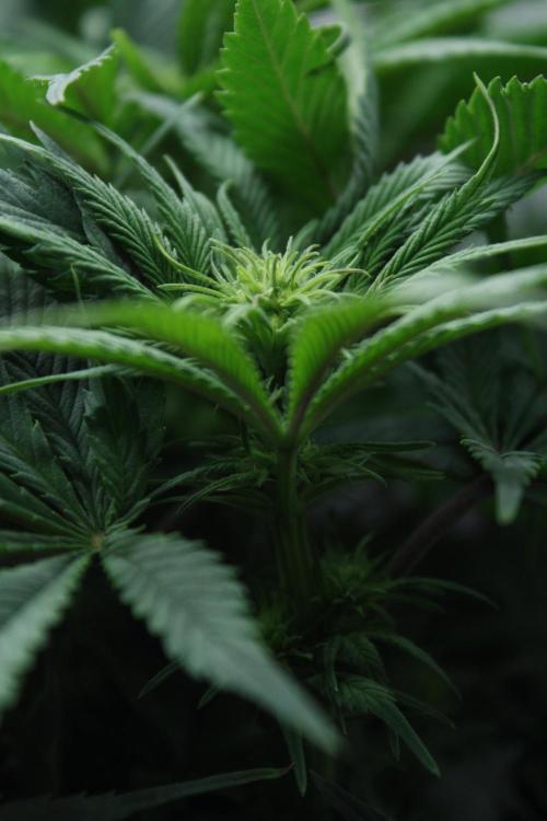 Durga Mata II CBD - 1:1 - Paradise Seeds. Week 9 - Day 61