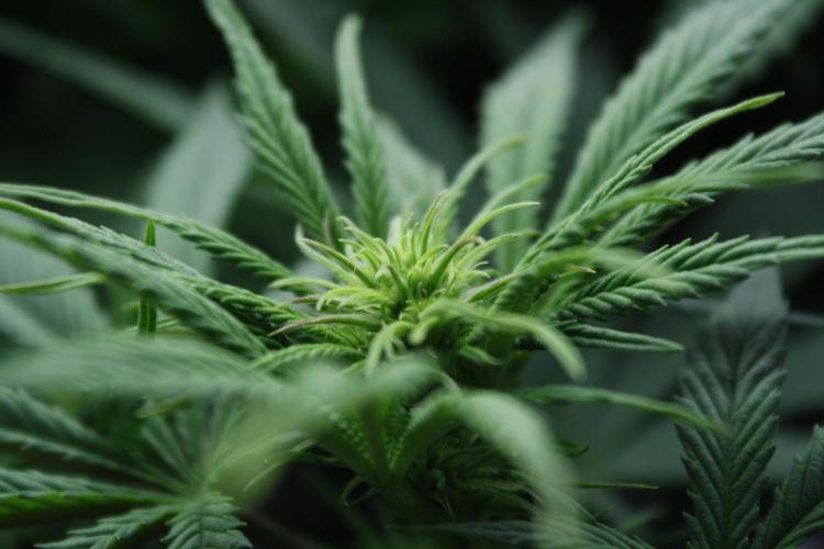 Durga Mata II CBD - 1:1 - Paradise Seeds. Week 9 - Day 61