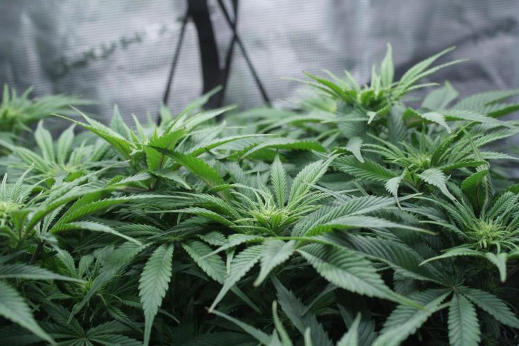 Durga Mata II CBD - 1:1 - Paradise Seeds. Week 9 - Day 61