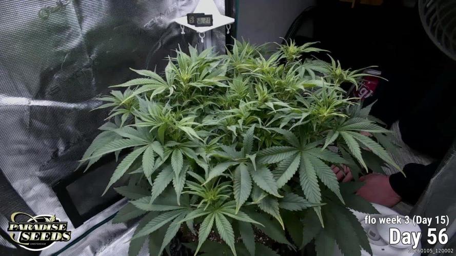 Durga Mata II CBD - 1:1 - Paradise Seeds
