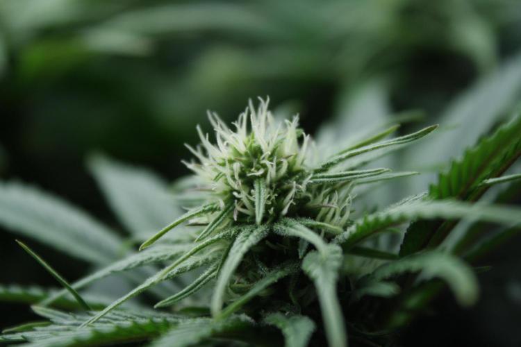 Durga Mata II CBD - 1:1 - Paradise Seeds. Week 10 - Day 69