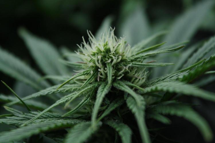 Durga Mata II CBD - 1:1 - Paradise Seeds. Week 10 - Day 69