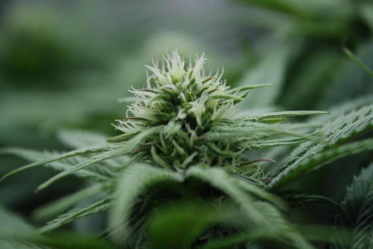 Durga Mata II CBD - 1:1 - Paradise Seeds. Week 10 - Day 69