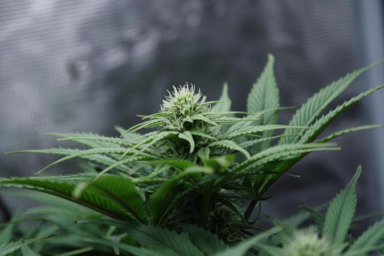 Durga Mata II CBD - 1:1 - Paradise Seeds. Week 10 - Day 69