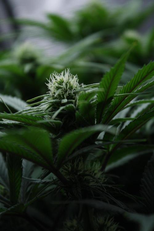 Durga Mata II CBD - 1:1 - Paradise Seeds. Week 10 - Day 69