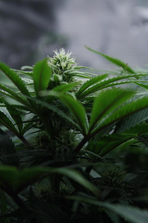 Durga Mata II CBD - 1:1 - Paradise Seeds. Week 10 - Day 69