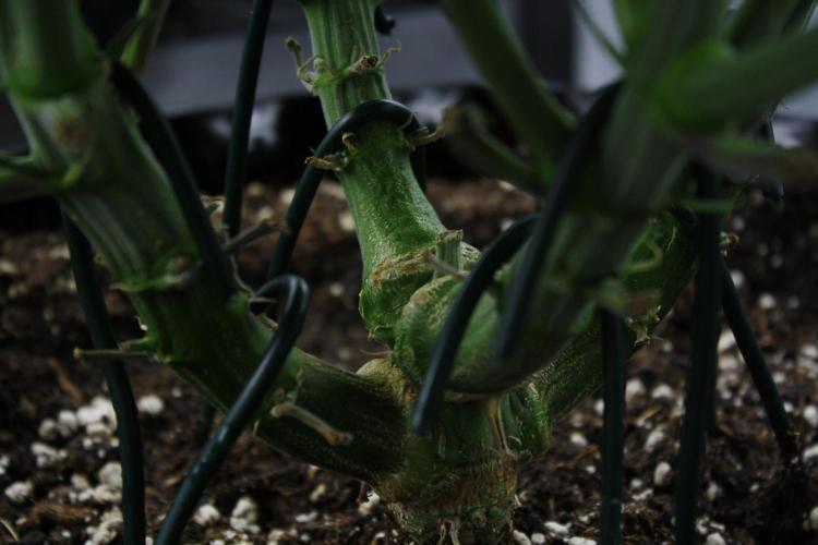 Durga Mata II CBD - 1:1 - Paradise Seeds. Week 10 - Day 69 - trunk!