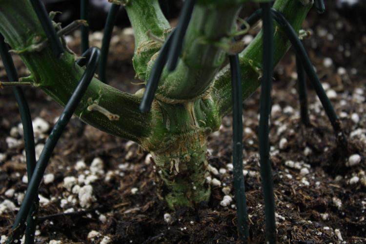 Durga Mata II CBD - 1:1 - Paradise Seeds. Week 10 - Day 69 - trunk (again)!