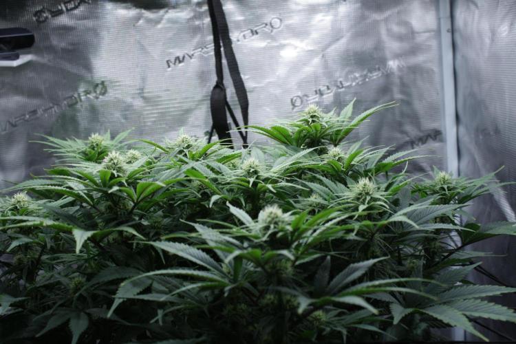 Durga Mata II CBD - 1:1 - Paradise Seeds. Week 10 - Day 69