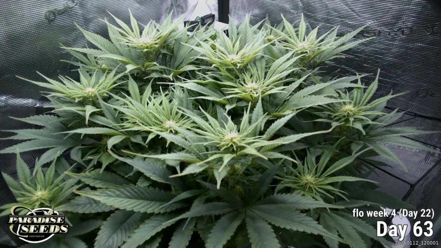 Durga Mata II CBD - 1:1 - Paradise Seeds