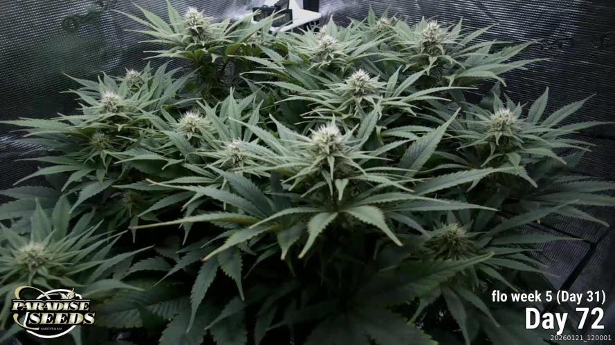 Durga Mata II CBD - 1:1 - Paradise Seeds