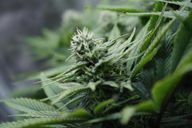 Durga Mata II CBD - 1:1 - Paradise Seeds. Week 12 - Day 79