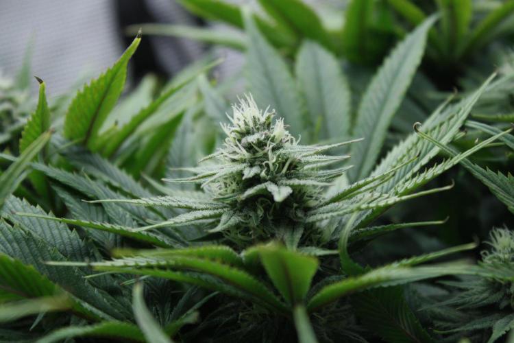 Durga Mata II CBD - 1:1 - Paradise Seeds. Week 12 - Day 79