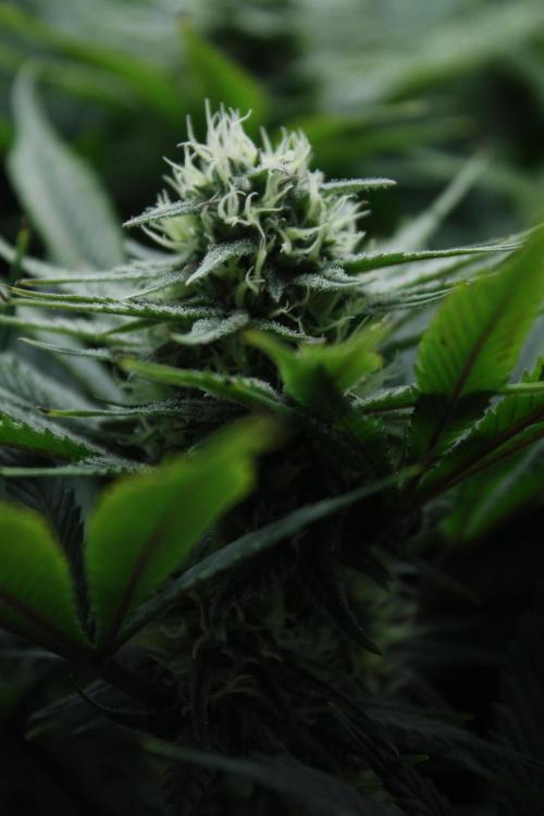 Durga Mata II CBD - 1:1 - Paradise Seeds. Week 12 - Day 79