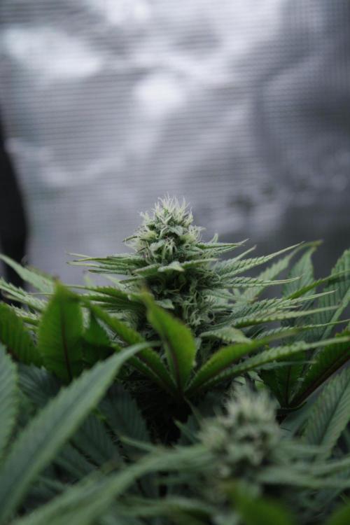 Durga Mata II CBD - 1:1 - Paradise Seeds. Week 12 - Day 79