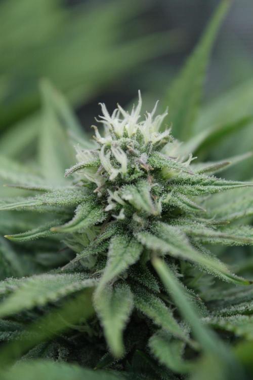 Durga Mata II CBD - 1:1 - Paradise Seeds. Week 12 - Day 79