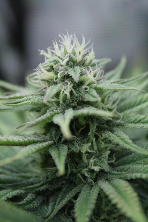 Durga Mata II CBD - 1:1 - Paradise Seeds. Week 12 - Day 79