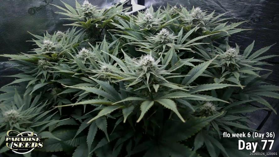 Durga Mata II CBD - 1:1 - Paradise Seeds