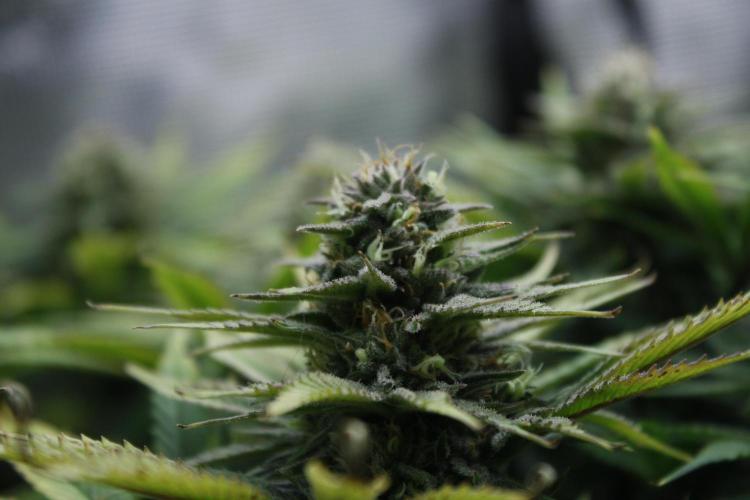 Durga Mata II CBD - 1:1 - Paradise Seeds. Week 13 - Day 90