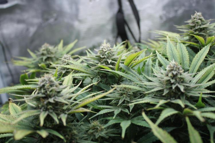 Durga Mata II CBD - 1:1 - Paradise Seeds. Week 13 - Day 90