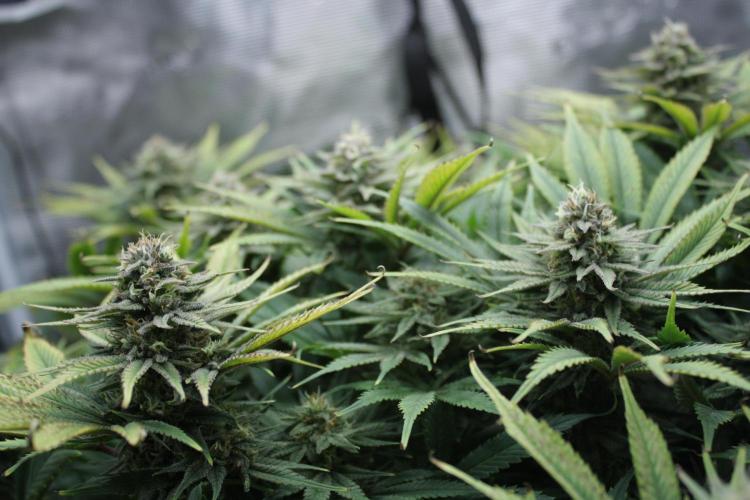 Durga Mata II CBD - 1:1 - Paradise Seeds. Week 13 - Day 90