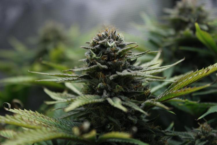 Durga Mata II CBD - 1:1 - Paradise Seeds. Week 14 - Day 97