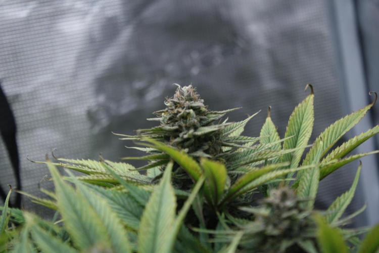 Durga Mata II CBD - 1:1 - Paradise Seeds. Week 14 - Day 97