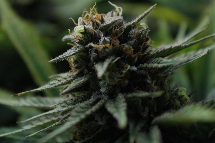 Durga Mata II CBD - 1:1 - Paradise Seeds. Week 14 - Day 97