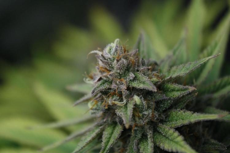 Durga Mata II CBD - 1:1 - Paradise Seeds. Week 14 - Day 97