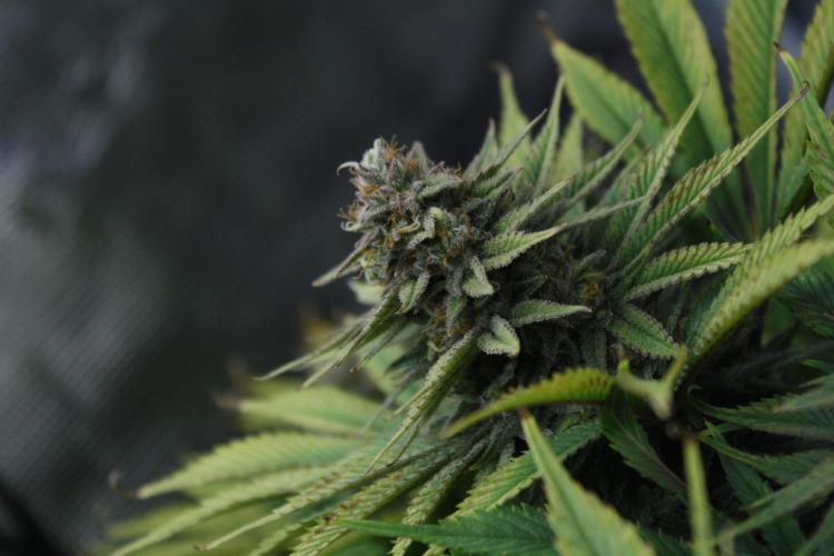 Durga Mata II CBD - 1:1 - Paradise Seeds. Week 14 - Day 97