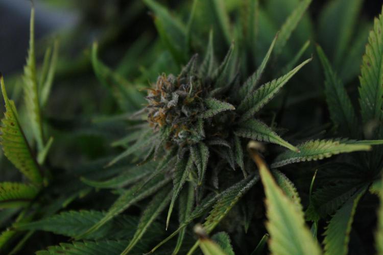 Durga Mata II CBD - 1:1 - Paradise Seeds. Week 14 - Day 97