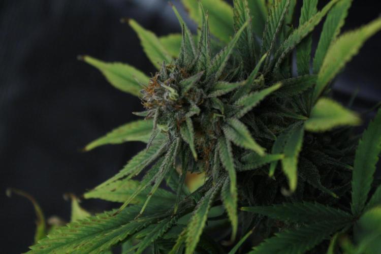 Durga Mata II CBD - 1:1 - Paradise Seeds. Week 14 - Day 97