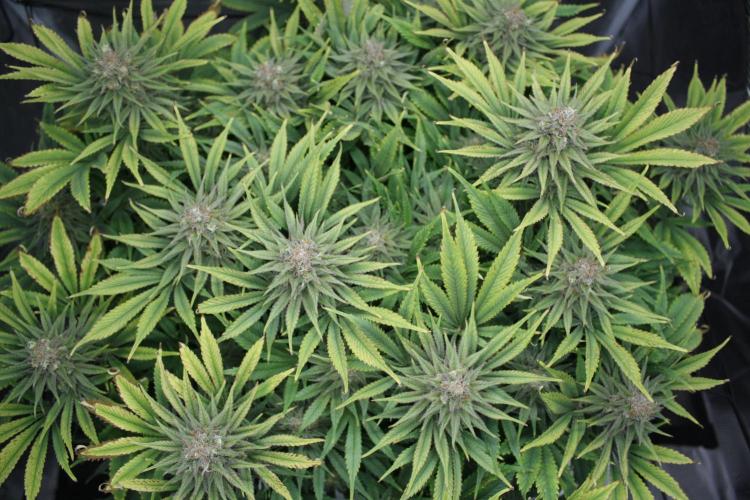 Durga Mata II CBD - 1:1 - Paradise Seeds. Week 14 - Day 97