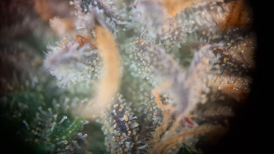 Durga Mata II CBD - 1:1 - Paradise Seeds. Week 14 - Day 97 Trichomes