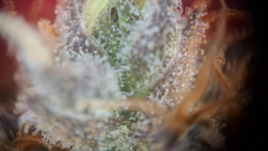 Durga Mata II CBD - 1:1 - Paradise Seeds. Week 14 - Day 97 Trichomes